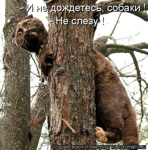 Котоматрица: - Не слезу ! - И не дождетесь, собаки !