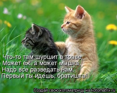 Что-то там шуршит в траве, Может еж, а может мышка, Надо все разведать нам, Первый ты идешь, братишка... Котоматрица: Что-то там шуршит в траве, Может еж, а может мышка, Надо все разведать нам, Первый ты идешь, братишка!