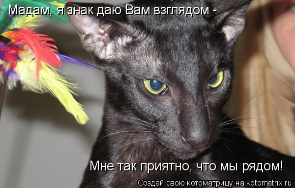 Котоматрица: Мадам, я знак даю Вам взглядом -  Мне так приятно, что мы рядом!