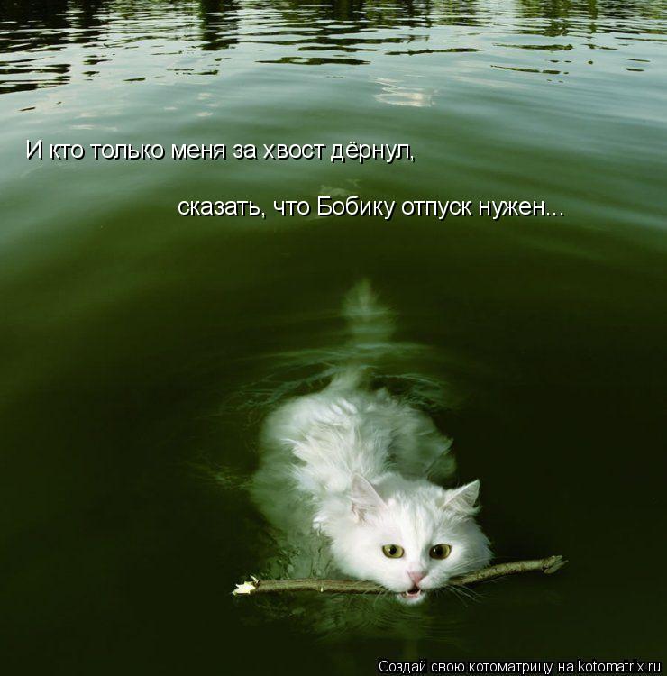 Котоматрица: И кто только меня за хвост дёрнул,  сказать, что Бобику отпуск нужен...
