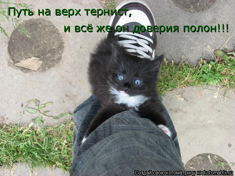 Котоматрица: Путь на верх тернист,  и всё же он доверия полон!!!