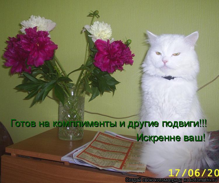 Котоматрица: Готов на комплименты и другие подвиги!!! Искренне ваш!
