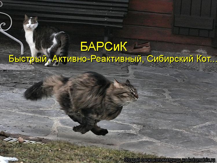 БАРСиК Быстрый, Активно-Реактивный, Сибирский Кот...... Котоматрица: БАРСиК Быстрый, Активно-Реактивный, Сибирский Кот...