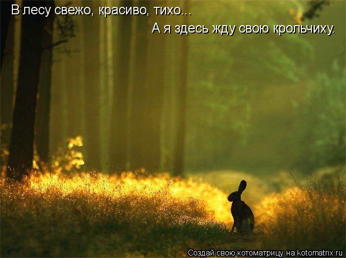 Котоматрица: В лесу свежо, красиво, тихо... А я здесь жду свою крольчиху.