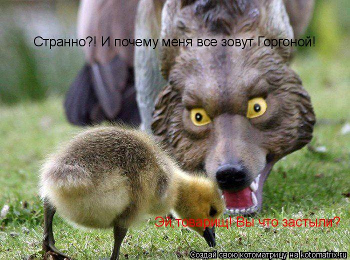 Котоматрица: Странно?! И почему меня все зовут Горгоной! Эй,товарищ! Вы что застыли?