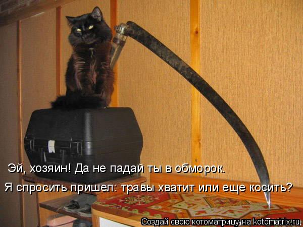 Эй, хозяин! Да не падай ты в обморок. Я спросить пришел: травы хватит или еще косить?... Котоматрица: Эй, хозяин! Да не падай ты в обморок. Я спросить пришел: травы хватит или еще косить?