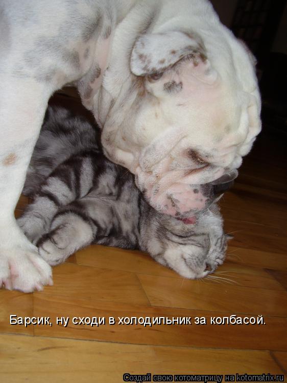 Котоматрица: Барсик, ну сходи в холодильник за колбасой.