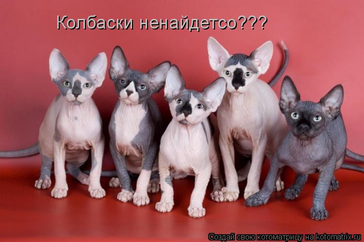 Котоматрица: Колбаски ненайдетсо???