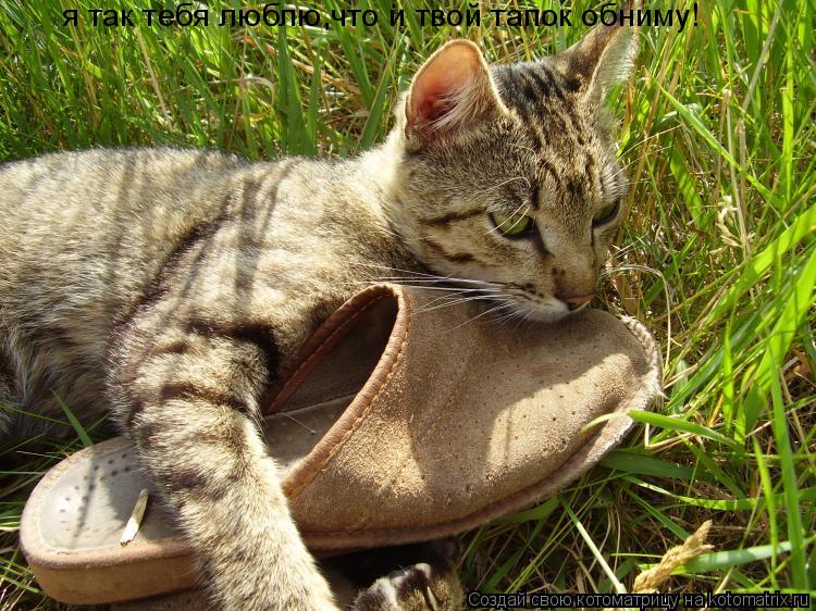 Котоматрица: я так тебя люблю,что и твой тапок обниму!