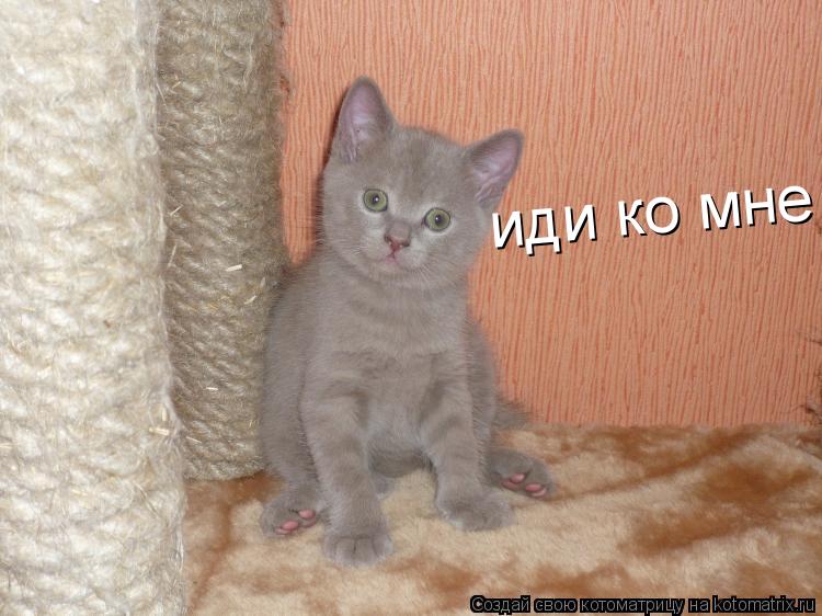 Котоматрица: иди ко мне