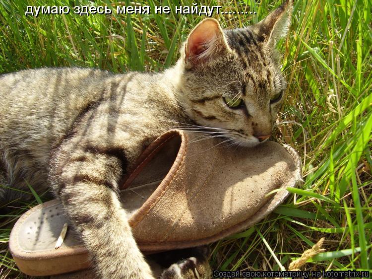 Котоматрица: думаю здесь меня не найдут.........