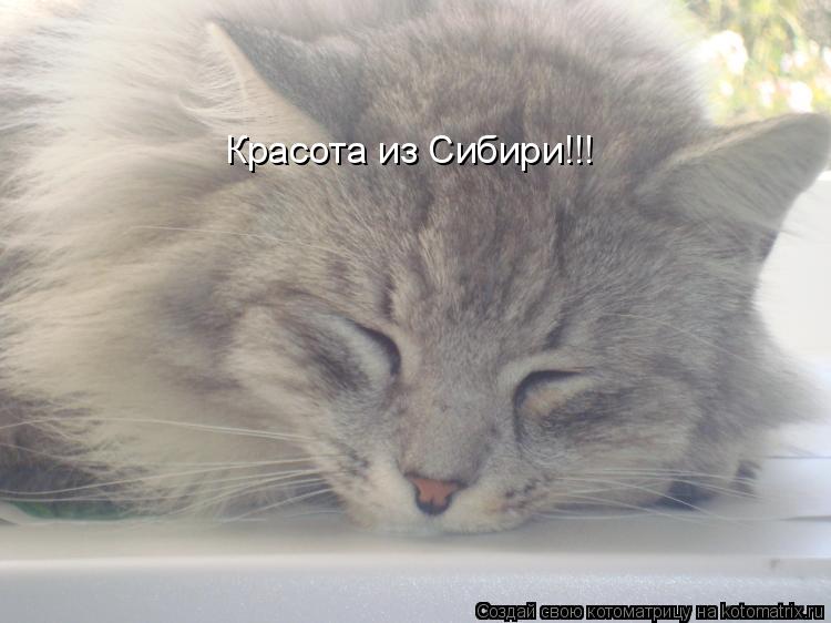 Котоматрица: Красота из Сибири!!!