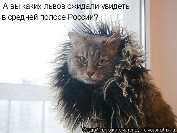 А вы каких львов ожидали увидеть в средней полосе России?... Котоматрица: А вы каких львов ожидали увидеть в средней полосе России?