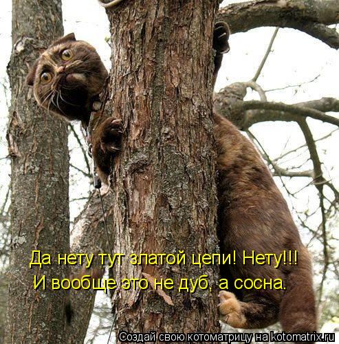 Да нету тут златой цепи! Нету!!! И вообще это не дуб, а сосна.... Котоматрица: Да нету тут златой цепи! Нету!!! И вообще это не дуб, а сосна.
