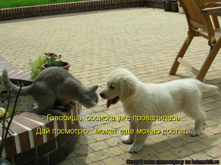 Дай посмотрю...может еще можно достать... - Говоришь, сосиска уже провалилась...... Котоматрица: Дай посмотрю...может еще можно достать... - Говоришь, сосиска уже провалилась...