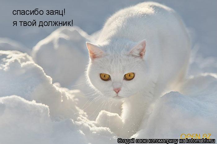 Котоматрица: спасибо заяц! я твой должник!
