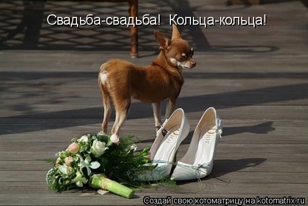 Котоматрица: Свадьба-свадьба!  Кольца-кольца!