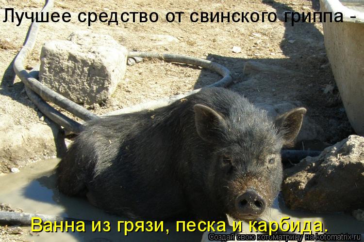 Котоматрица: Лучшее средство от свинского гриппа - Ванна из грязи, песка и карбида.