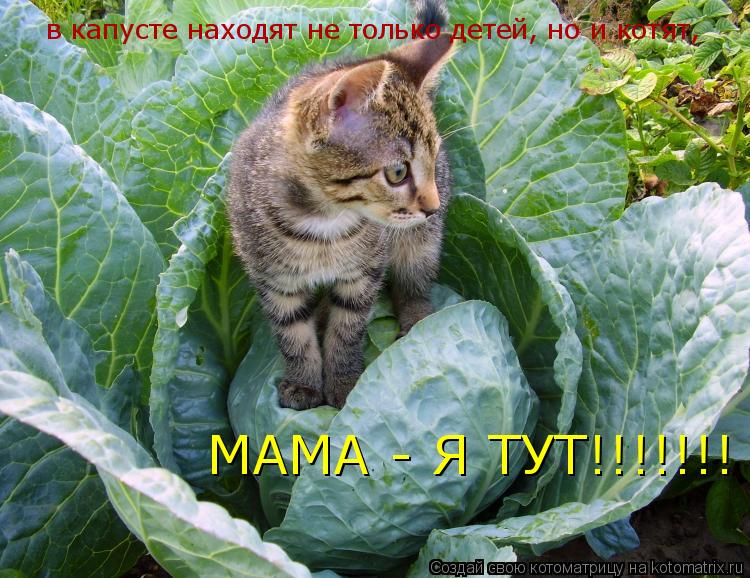 Котоматрица: в капусте находят не только детей, но и котят,  МАМА - Я ТУТ!!!!!!!