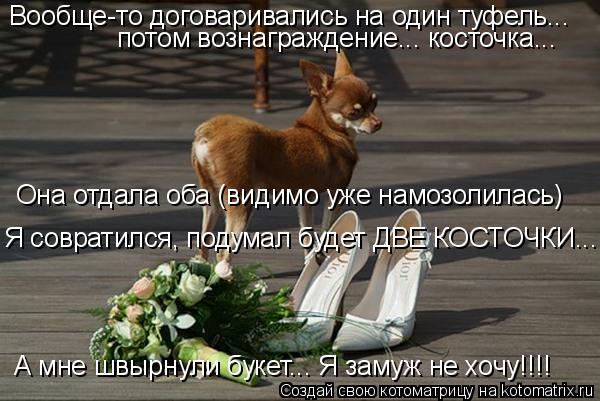 Котоматрица: Вообще-то договаривались на один туфель... потом вознаграждение... косточка... Она отдала оба (видимо уже намозолилась) Я совратился, подумал 