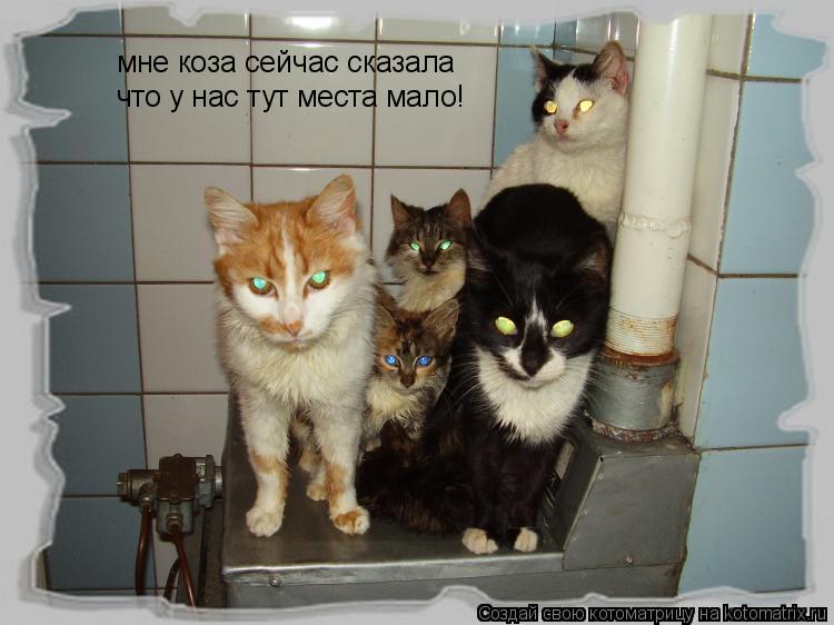 Котоматрица: мне коза сейчас сказала что у нас тут места мало!