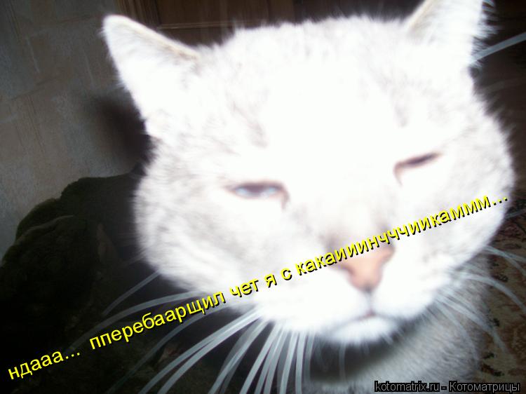 Котоматрица: ндааа...  пперебаарщил чет я с какаииинчччиикаммм... ндааа...  пперебаарщил чет я с какаииинчччиикаммм...