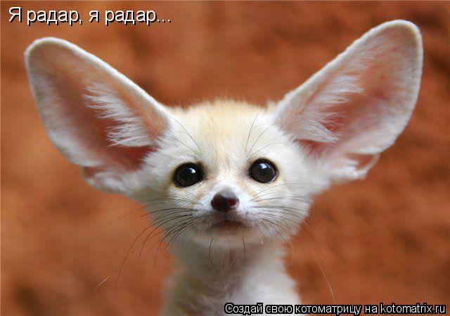Котоматрица: Я радар, я радар...