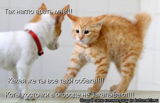 Котоматрица: Коты косточки в огороде не закапывают!!! Так нагло врать мне!!!  Какая же ты всё таки собака!!!!
