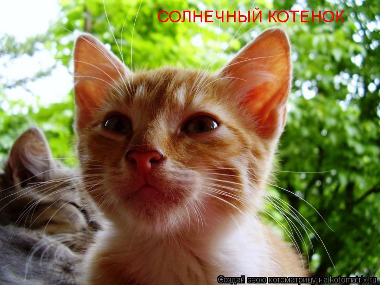 Котоматрица: СОЛНЕЧНЫЙ КОТЕНОК
