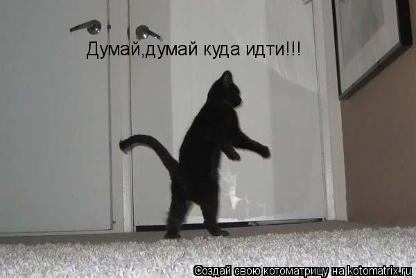 Котоматрица: Думай,думай куда идти!!!