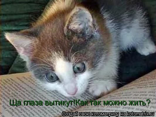 Котоматрица: Ща глаза вытикут!Как так можно жить?