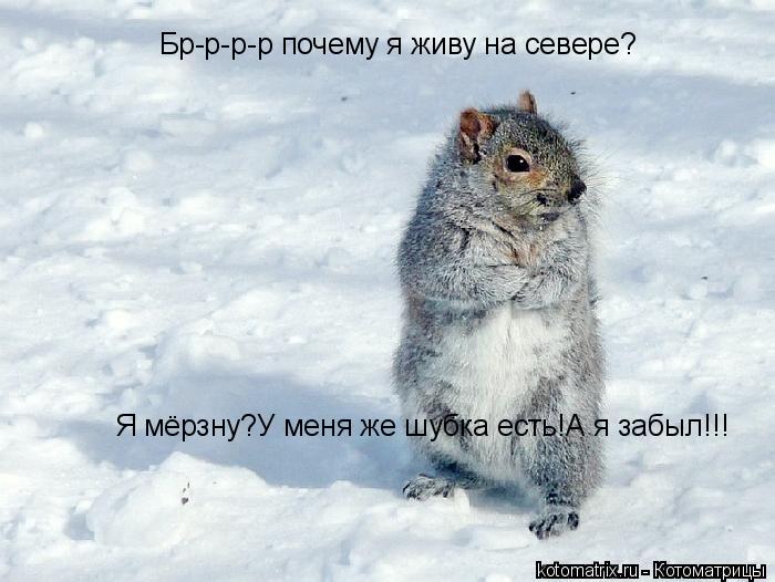 Котоматрица: Бр-р-р-р почему я живу на севере? Я мёрзну?У меня же шубка есть!А я забыл!!!