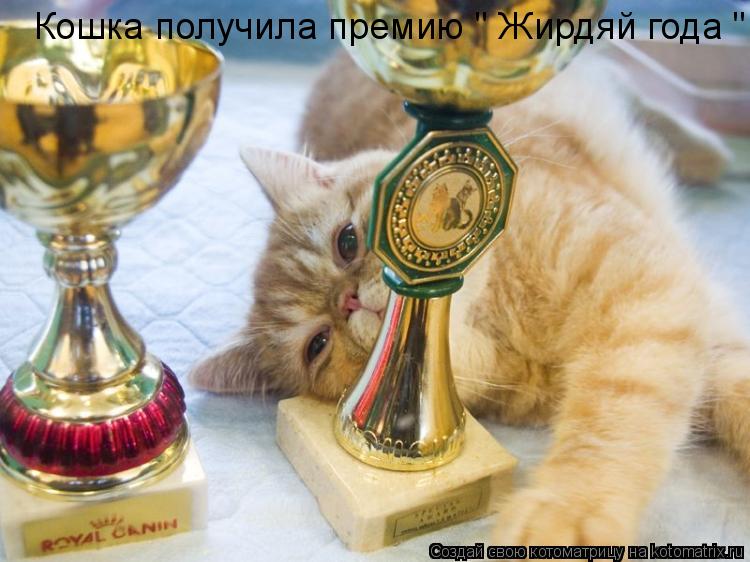Котоматрица: Кошка получила премию " Жирдяй года "