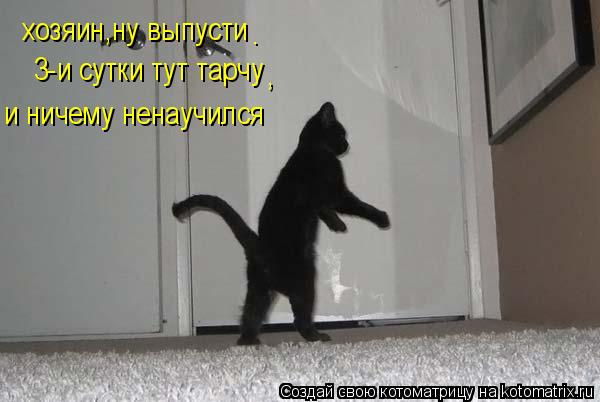 Котоматрица: хозяин,ну выпусти 3-и сутки тут тарчу , . и ничему ненаучился