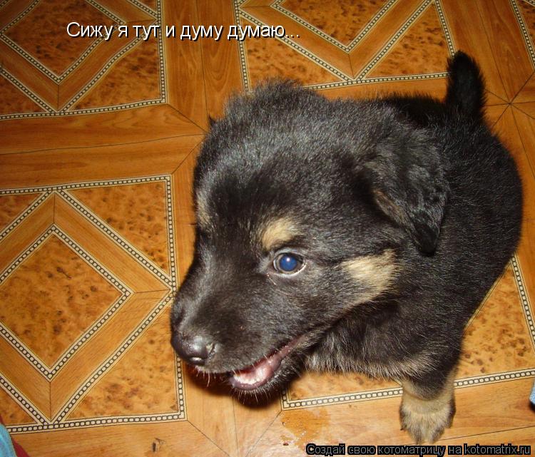 Котоматрица: Сижу я тут и думу думаю...