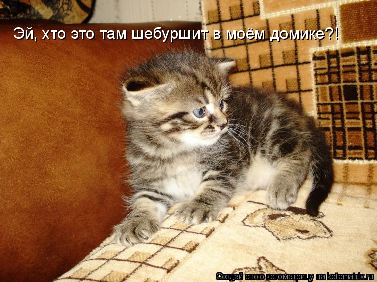Эй, хто это там шебуршит в моём домике?!... Котоматрица: Эй, хто это там шебуршит в моём домике?!