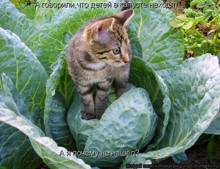 А говорили,что детей в капусте находят... А я почему не нашёл?... Котоматрица: А говорили,что детей в капусте находят... А я почему не нашёл?