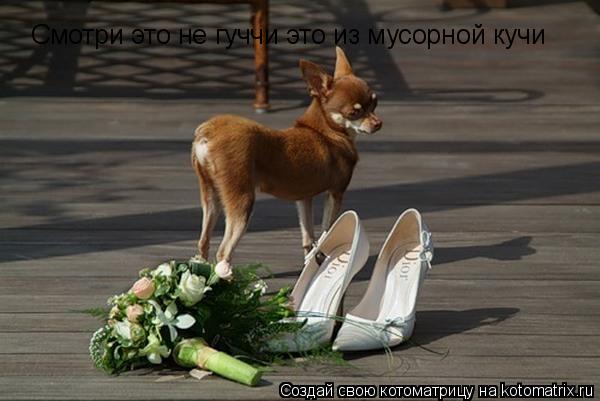 Смотри это не гуччи это из мусорной кучи... Котоматрица: Смотри это не гуччи это из мусорной кучи