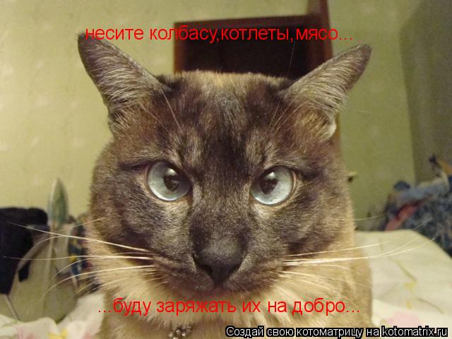 несите колбасу,котлеты,мясо... ...буду заряжать их на добро...... Котоматрица: несите колбасу,котлеты,мясо... ...буду заряжать их на добро...