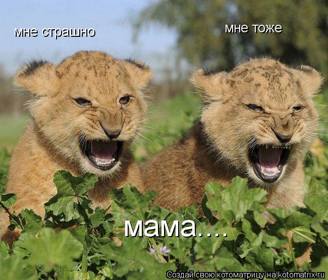 мне страшно мне тоже мама....... Котоматрица: мне страшно мне тоже мама....