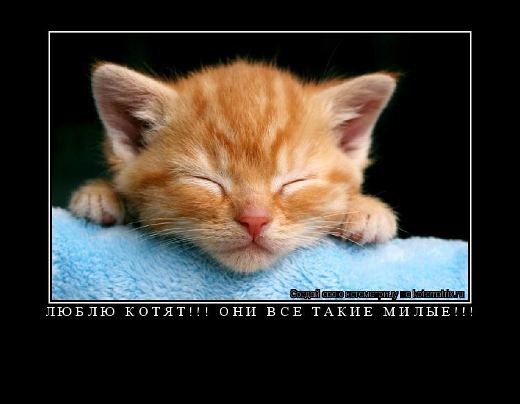 Котоматрица: Люблю котят!!! Они все такие милые!!! 