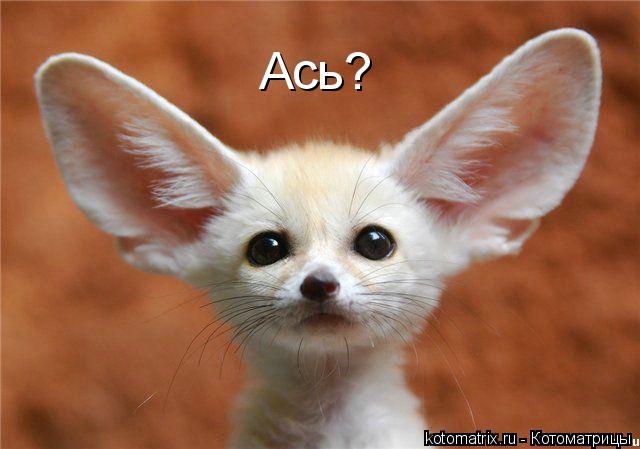Ась?... Котоматрица: Ась?
