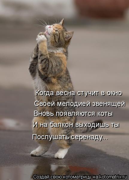 Когда весна стучит в окно Своей мелодией звенящей Вновь появляются коты И на балкон выходишь ты Послу... Котоматрица: Когда весна стучит в окно Своей мелодией звенящей Вновь появляются коты И на балкон выходишь ты Послушать серенаду...
