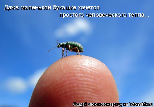 Даже маленькой букашке хочется простого человеческого тепла...... Котоматрица: Даже маленькой букашке хочется простого человеческого тепла...