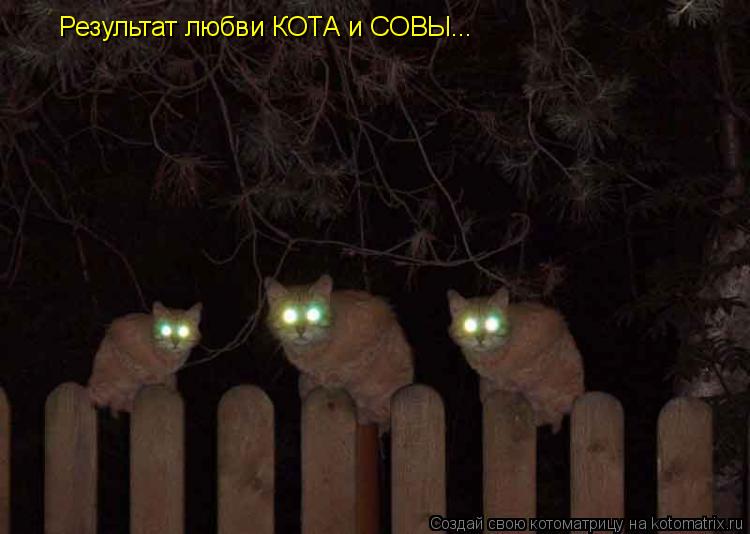Результат любви КОТА и СОВЫ...... Котоматрица: Результат любви КОТА и СОВЫ...