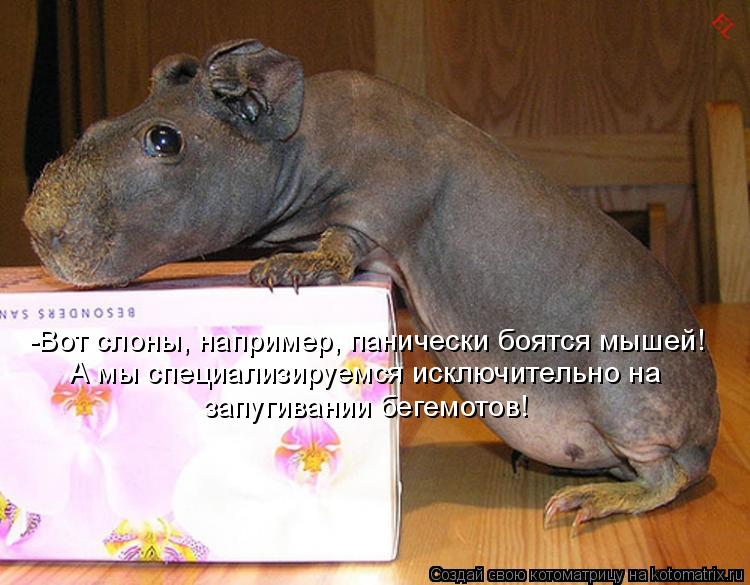 -Вот слоны, например, панически боятся мышей! А мы специализируемся исключительно на запугивании бе... Котоматрица: -Вот слоны, например, панически боятся мышей! А мы специализируемся исключительно на запугивании бегемотов!