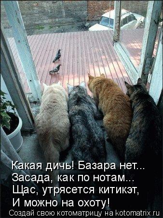 Какая дичь! Базара нет... Засада, как по нотам... Щас, утрясется китикэт, И можно на охоту!... Котоматрица: Какая дичь! Базара нет... Засада, как по нотам... Щас, утрясется китикэт, И можно на охоту!