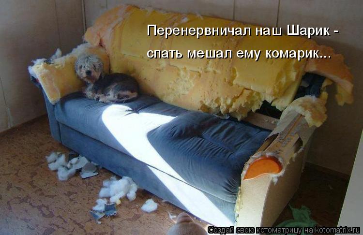 Перенервничал наш Шарик - спать мешал ему комарик...... Котоматрица: Перенервничал наш Шарик - спать мешал ему комарик...