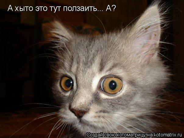 Котоматрица: А хто э А хыто это тут ползаить... А?