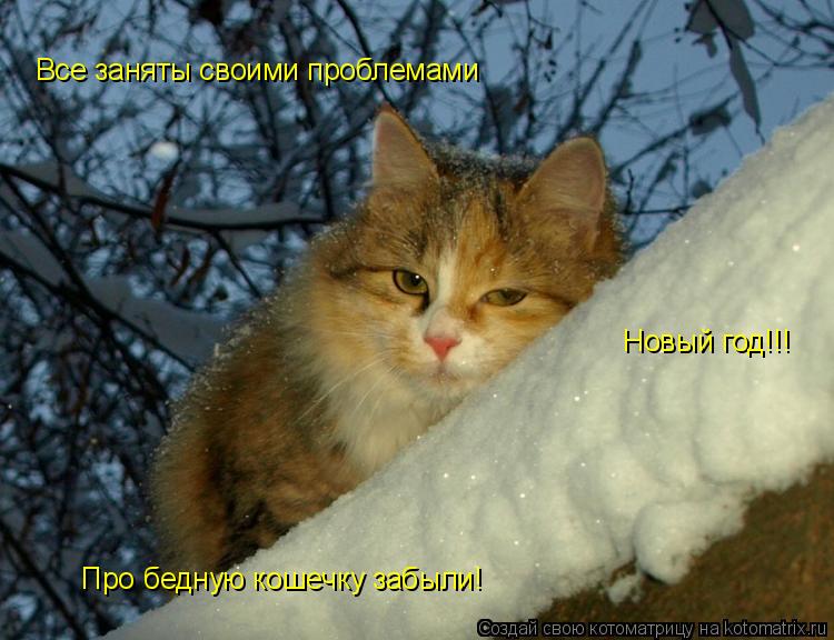 Все заняты своими проблемами Новый год!!! Про бедную кошечку забыли!... Котоматрица: Все заняты своими проблемами Новый год!!! Про бедную кошечку забыли!